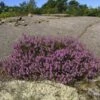 10x Besenheide Annemarie - Calluna Vulgaris