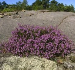 10x Besenheide Annemarie - Calluna Vulgaris