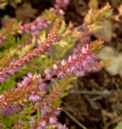 10x Besenheide Boskoop - Calluna Vulgaris