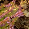 10x Besenheide Beauty Star - Calluna Vulgaris 1 10x Besenheide Beauty Star - Calluna Vulgaris -NR-01 Verkäufe Calluna vulgaris Boskoop 1