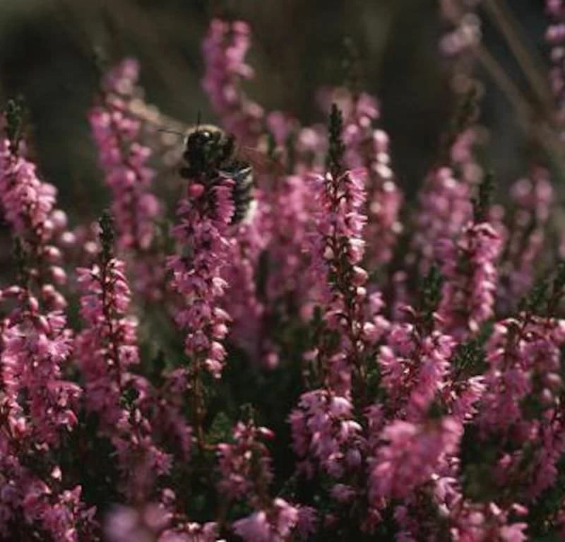 10x Besenheide Con Brio - Calluna Vulgaris 3 10x Besenheide Con Brio - Calluna Vulgaris
