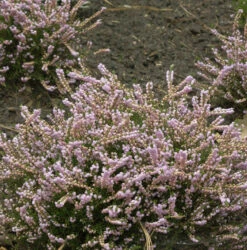 10x Besenheide County Wicklow - Calluna Vulgaris