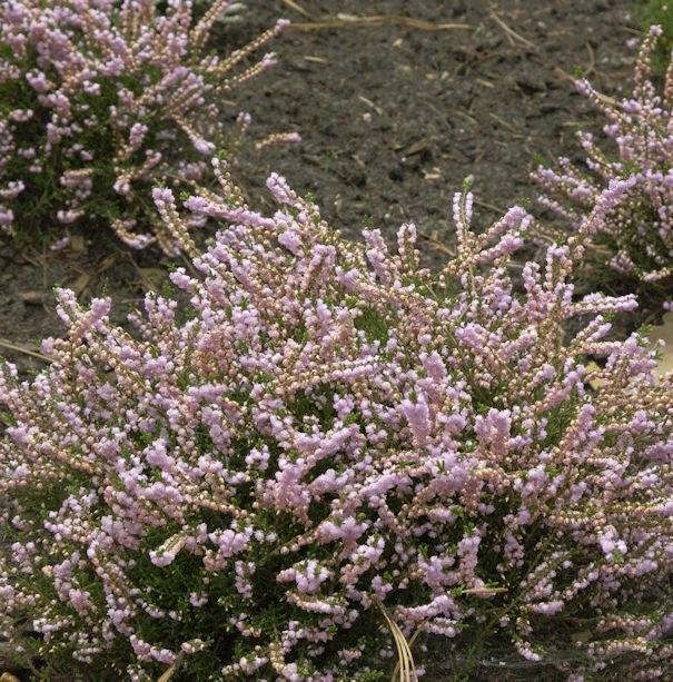 10x Besenheide County Wicklow - Calluna Vulgaris 3 10x Besenheide County Wicklow - Calluna Vulgaris