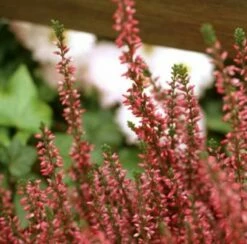 10x Besenheide Dark Star - Calluna Vulgaris