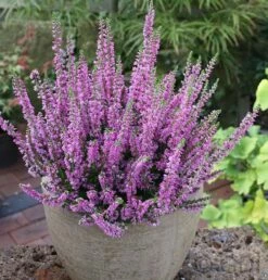 10x Besenheide Darkness - Calluna Vulgaris