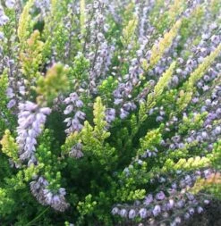 10x Besenheide Easter Bonfire - Calluna Vulgaris