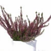 10x Knospenheide Gardengirls Amethyst - Calluna Vulgaris -NR-01 Verkäufe Calluna vulgaris GardengirlsAmethyst