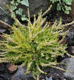 10x Besenheide Gold Haze - Calluna Vulgaris