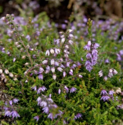 10x Besenheide Heidezwerg - Calluna Vulgaris
