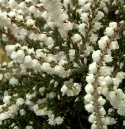 10x Besenheide Kinlochruel - Calluna Vulgaris