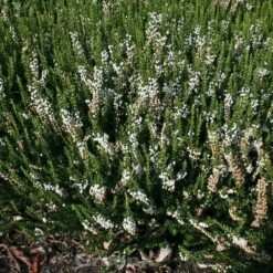 10x Besenheide Long White - Calluna Vulgaris