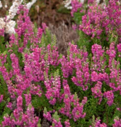 10x Besenheide Magic Red - Calluna Vulgaris