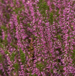 10x Besenheide Marlies - Calluna Vulgaris