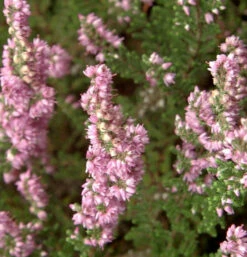 10x Besenheide Rote Mullion - Calluna Vulgaris