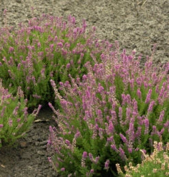10x Besenheide Roter Oktober - Calluna Vulgaris