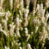 10x Besenheide Spring Cream - Calluna Vulgaris 1 10x Besenheide Spring Cream - Calluna Vulgaris -NR-01 Verkäufe Calluna vulgaris SpringCream