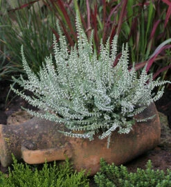 10x Besenheide Velvet Fascination - Calluna Vulgaris