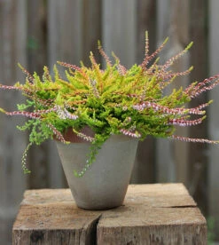 10x Besenheide Wickwar Flame - Calluna Vulgaris