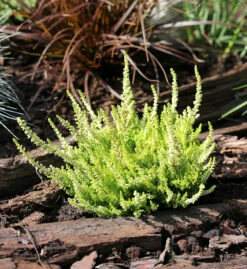 10x Besenheide Yellow River - Calluna Vulgaris