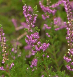 10x Besenheide Carmen - Calluna Vulgaris