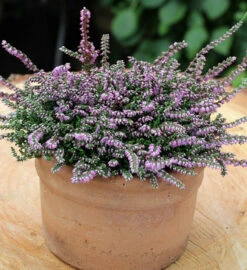 10x Besenheide Dirry - Calluna Vulgaris