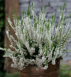10x Besenheide Hammondii - Calluna Vulgaris