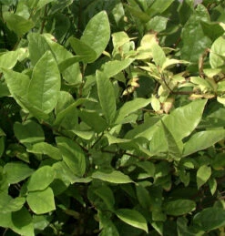 Gewürzstrauch Athens 30-40cm - Calycanthus Floridus