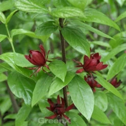 Gewürzstrauch Orchideenbaum Hartlage Wine 40-60cm - Calycanthus Floridus