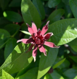 Gewürzstrauch Aphrodite® 60-80cm - Calycanthus Raulstonii