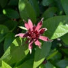 Gewürzstrauch Aphrodite® 80-100cm - Calycanthus Raulstonii 2 Gewürzstrauch Aphrodite® 80-100cm - Calycanthus Raulstonii -NR-01 Verkäufe Calycanthus raulstonii Aphrodite 3