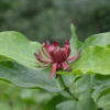Gewürzstrauch 60-80cm - Calycanthus Floridus 2 Gewürzstrauch 60-80cm - Calycanthus Floridus -NR-01 Verkäufe Calycanthusfloridus 1