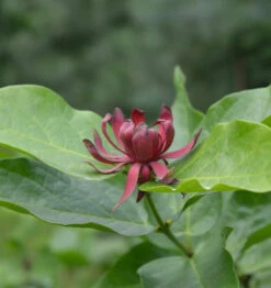 Gewürzstrauch 60-80cm - Calycanthus Floridus
