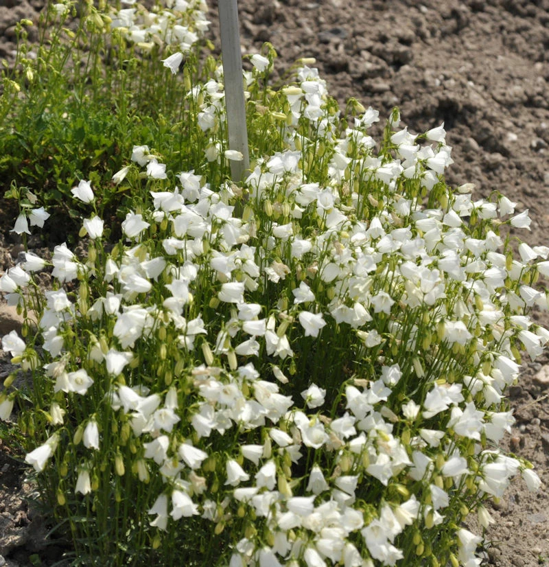 Zwergglockenblume Alba - Campanula Cochleariifoli 3 Zwergglockenblume Alba - Campanula Cochleariifoli