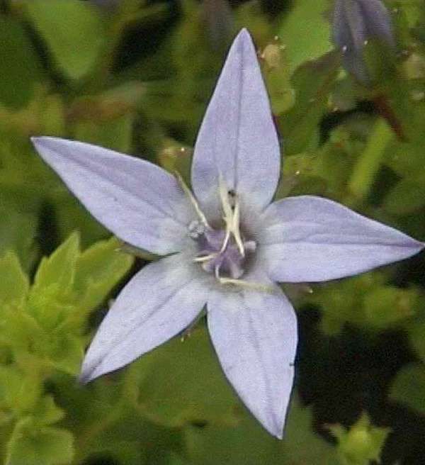 Polster Glockenblume Erinus Major - Campanula Garganica 3 Polster Glockenblume Erinus Major - Campanula Garganica