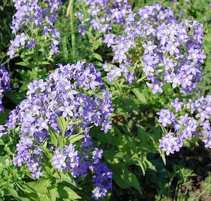 Doldenglockenblume Prichard - Campanula Lactiflora 3 Doldenglockenblume Prichard - Campanula Lactiflora
