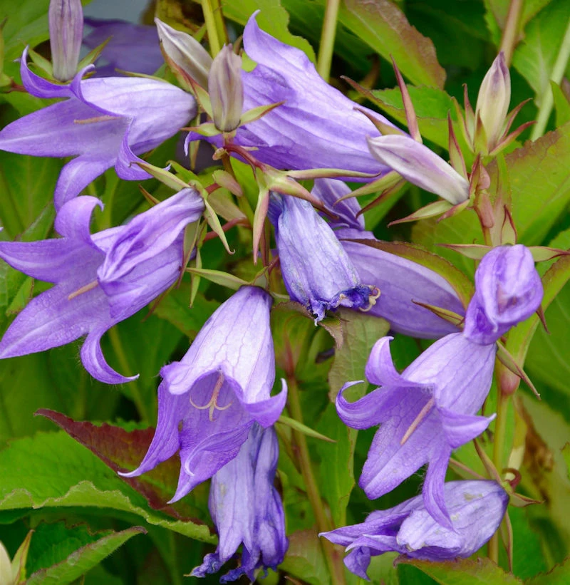 Waldglockenblume - Campanula Latifolia 3 Waldglockenblume - Campanula Latifolia