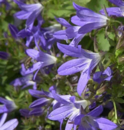 Glockenblume Stella - Campanula Poscharskyana