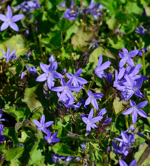Glockenblume - Campanula Poscharskyana 3 Glockenblume - Campanula Poscharskyana