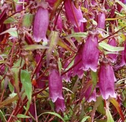Punktierte Glockenblume Beetroot - Campanula Punctata