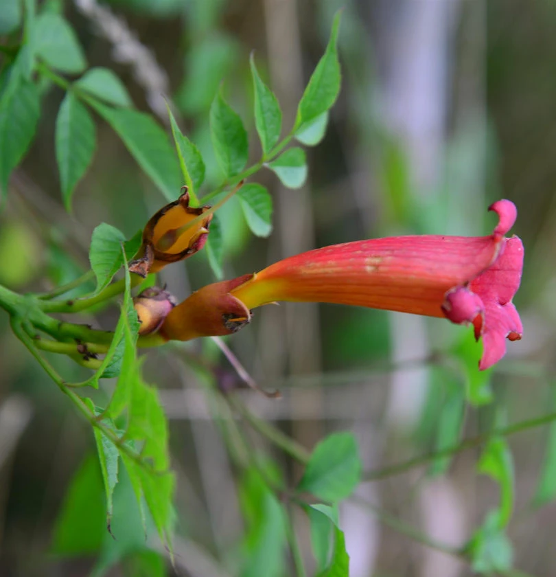 Amerikanische Trompetenblume 100-125cm - Campsis Radicans 3 Amerikanische Trompetenblume 100-125cm - Campsis Radicans