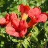 Trompetenblume Flamenco 40-60cm - Campsis Radicans