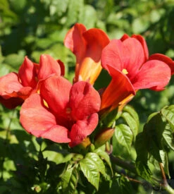 Trompetenblume Flamenco 100-125cm - Campsis Radicans