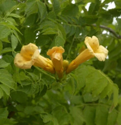 Trompetenblume Golden Trumpet 80-100cm - Campsis Grandiflora