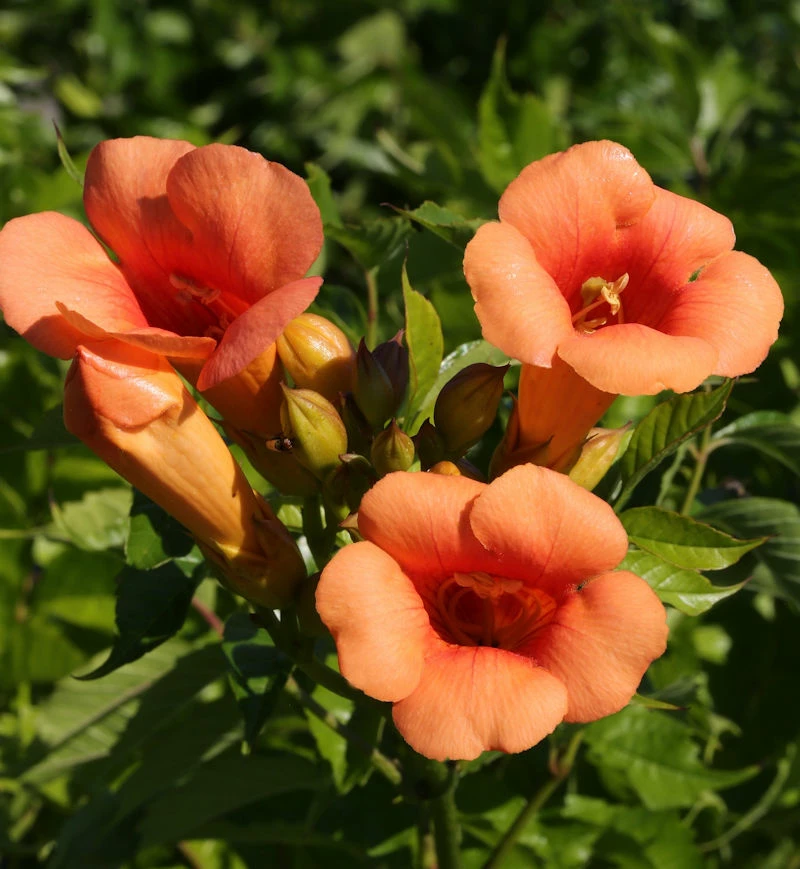 Trompetenblume Indian Summer® 60-80cm - Campsis Radicans 3 Trompetenblume Indian Summer® 60-80cm - Campsis Radicans
