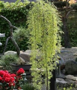 Hochstamm Erbsenstrauch Walker 100-125cm - Caragana Arborescens