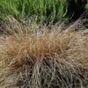 Segge Bronco - Carex Comans 2 Segge Bronco - Carex Comans -NR-01 Verkäufe Carex comans Bronco