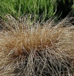 Segge Bronco - Carex Comans