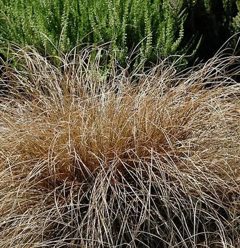 Segge Bronco - Carex Comans 3 Segge Bronco - Carex Comans