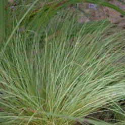 Segge Phoenix Green - Großer Topf - Carex Comans