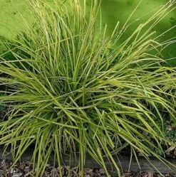 Steife Segge Bowles Golden - Carex Elata
